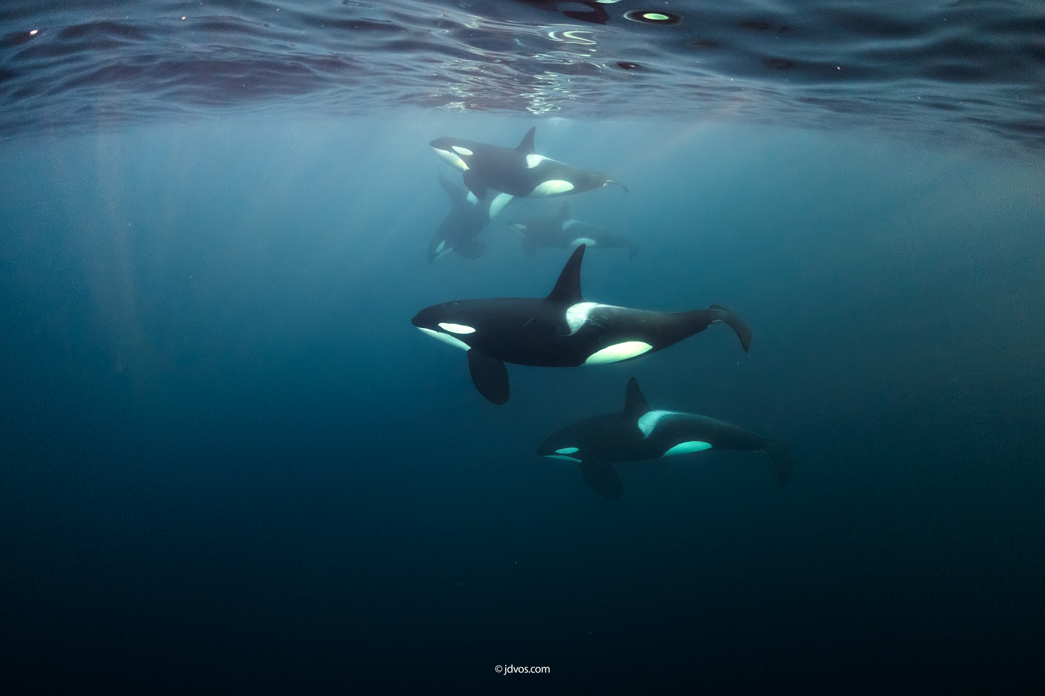 Freediving with Whales