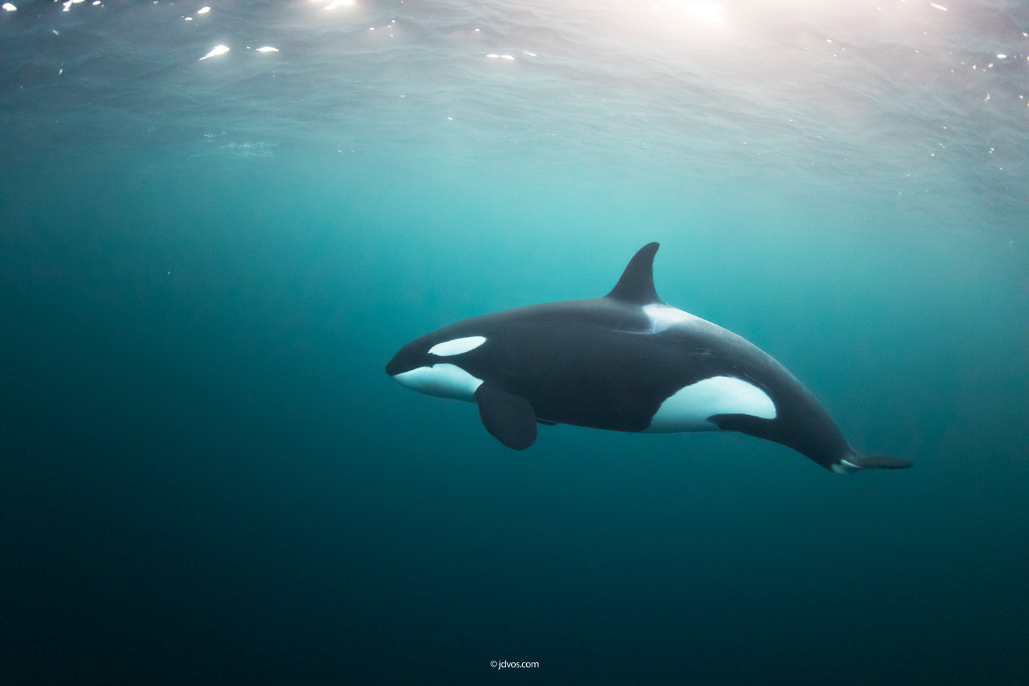 Freediving with Whales — Boreal Yachting